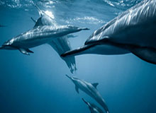 Bsports官网-官方：霍安-加西亚战西班牙人的神扑当选西甲1月最佳扑救